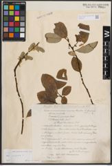Foto von Salix caprea L.